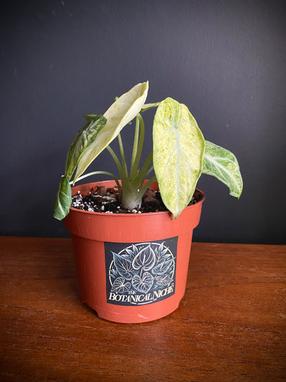 Alocasia Ninja Tricolor variegated | 10 cm pot [A]