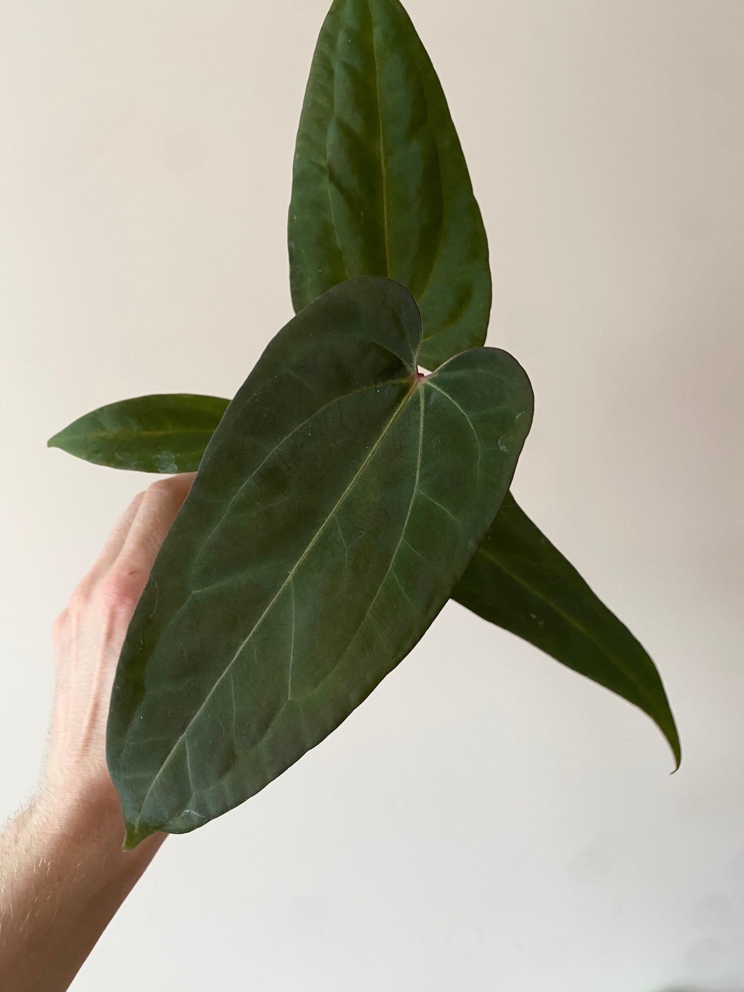 Anthurium Papillilaminum x DocBlock Red Crystal X long NoID | 7 cm pot