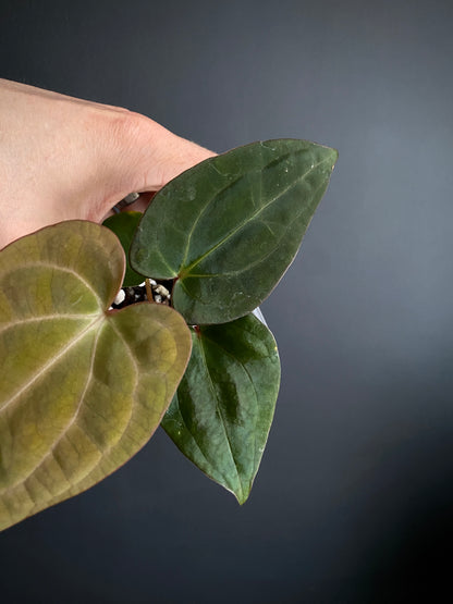 Anthurium Carlablackiae (OG5xRA4) X RVDP | 7 cm pot