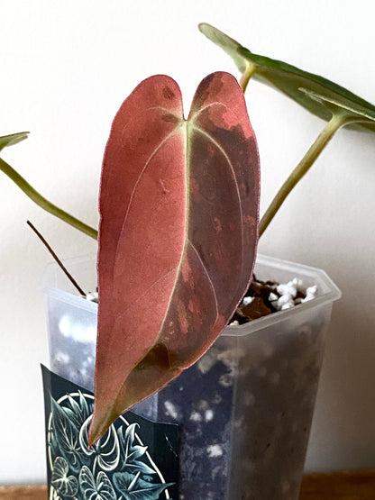 Anthurium Goliath (x self) variegated | 7 cm pot