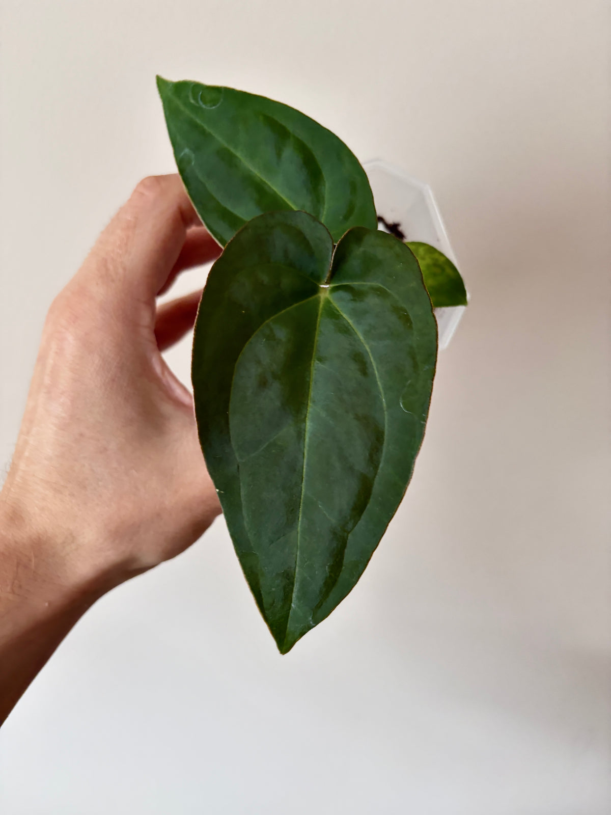 Anthurium Papillilaminum X-one X Flamingo Bird | 6 cm pot