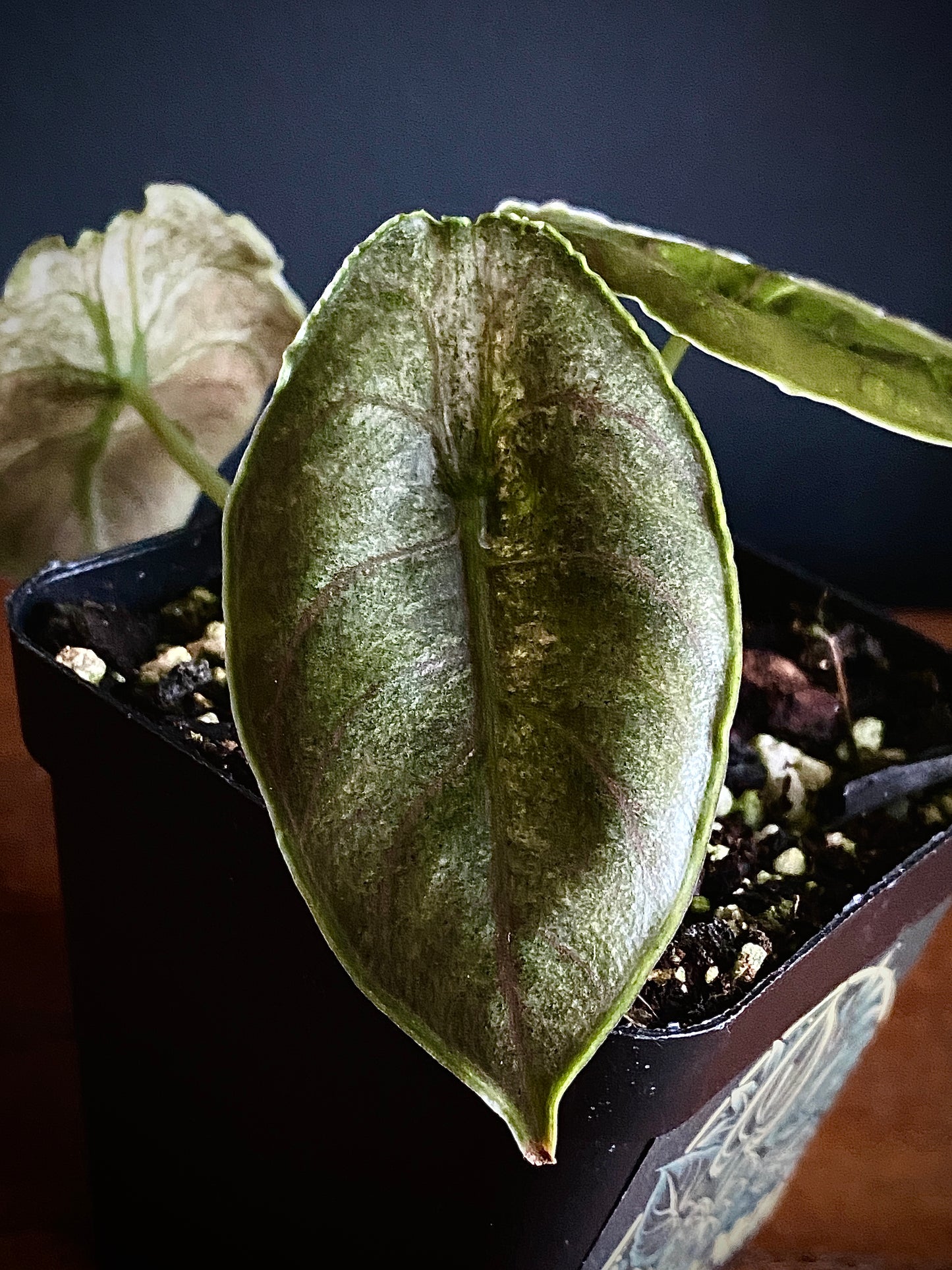 Alocasia Azlanii Mint Variegated | 7 cm pot