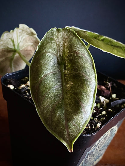 Alocasia Azlanii Mint Variegated | 7 cm pot