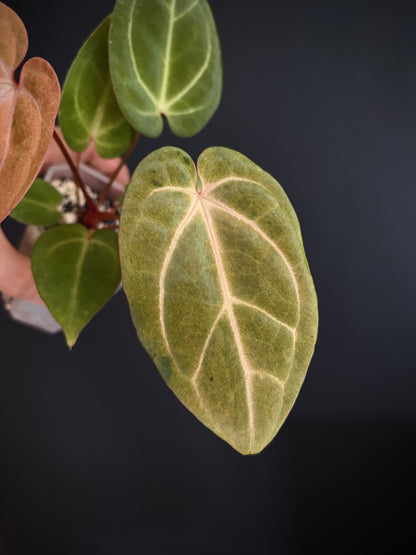 Anthurium Papillilaminum var A88 X AOS SKG (mint variegated) | 7 cm pot