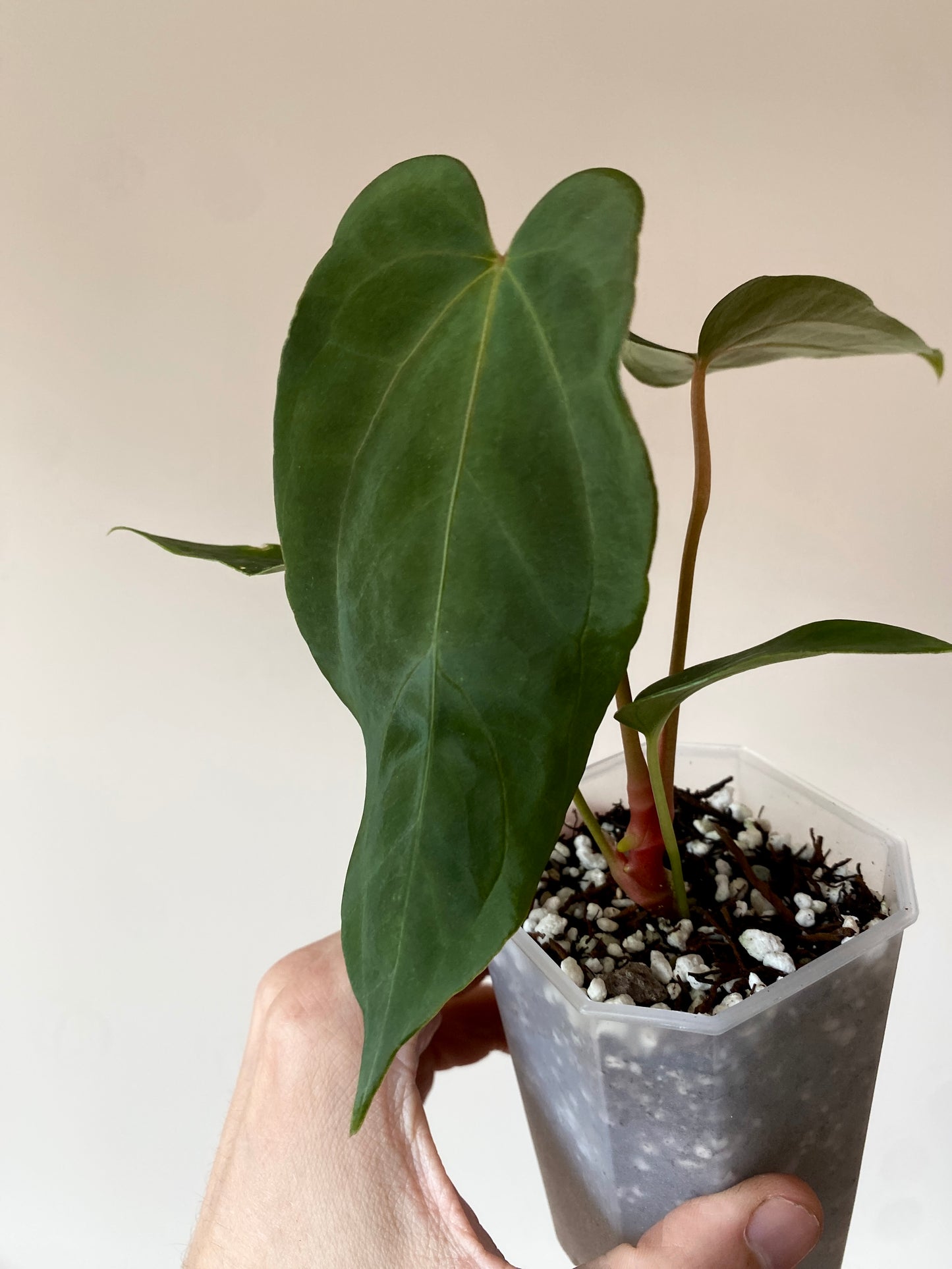 Anthurium Papillilaminum (Ree Gardens x RL) X RLFS | 7 cm pot [A]