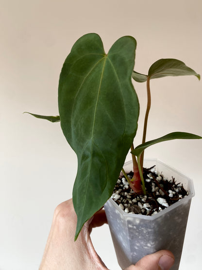 Anthurium Papillilaminum (Ree Gardens x RL) X RLFS | 7 cm pot [A]