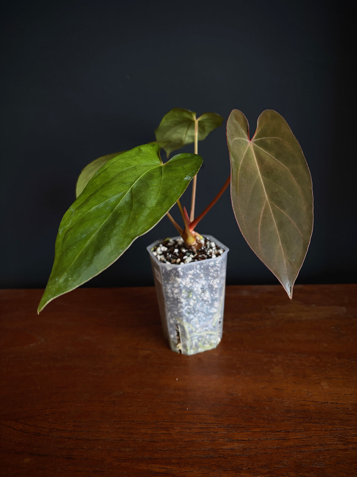 Anthurium (DoraBVEP x RLFS) X BVEP (Round x RA1) | 7 cm pot
