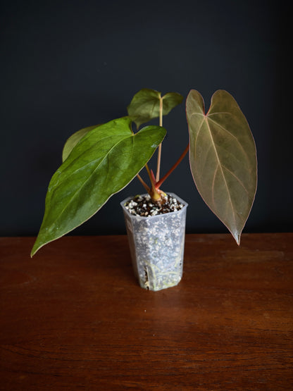 Anthurium (DoraBVEP x RLFS) X BVEP (Round x RA1) | 7 cm pot
