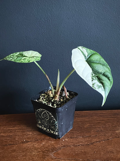 Alocasia Dragonscale Albo variegata | 6 cm pot [B]
