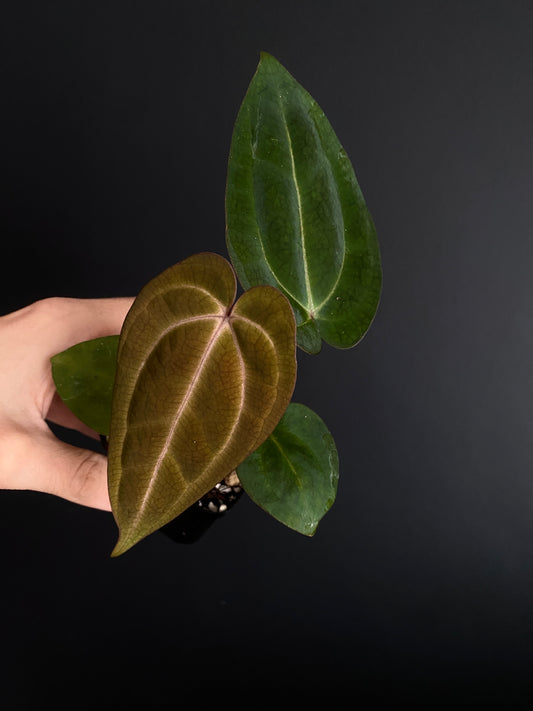 Anthurium Dark Knight X Carlablackiae | 7 cm pot