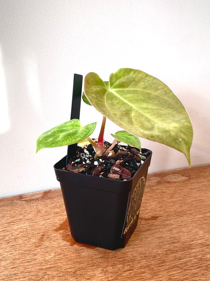 Anthurium Indo Black Widow X (Carlablackiae x Papillaminum) | 7 cm pot