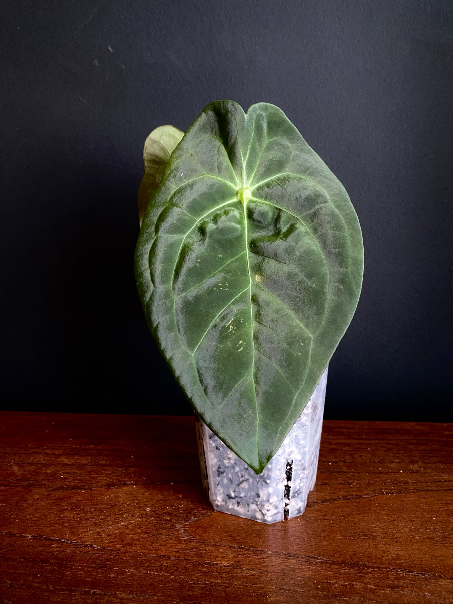 Anthurium Papillaminum X Forgetii dark form | 7 cm pot