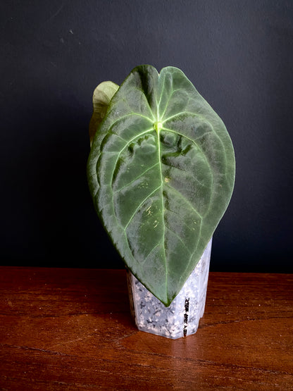 Anthurium Papillaminum X Forgetii dark form | 7 cm pot