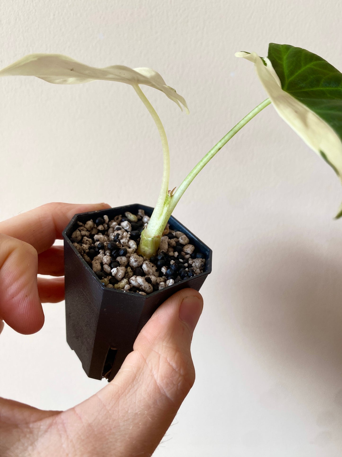 Alocasia Regal Sheilds albo variegated | 5 cm pot [A]