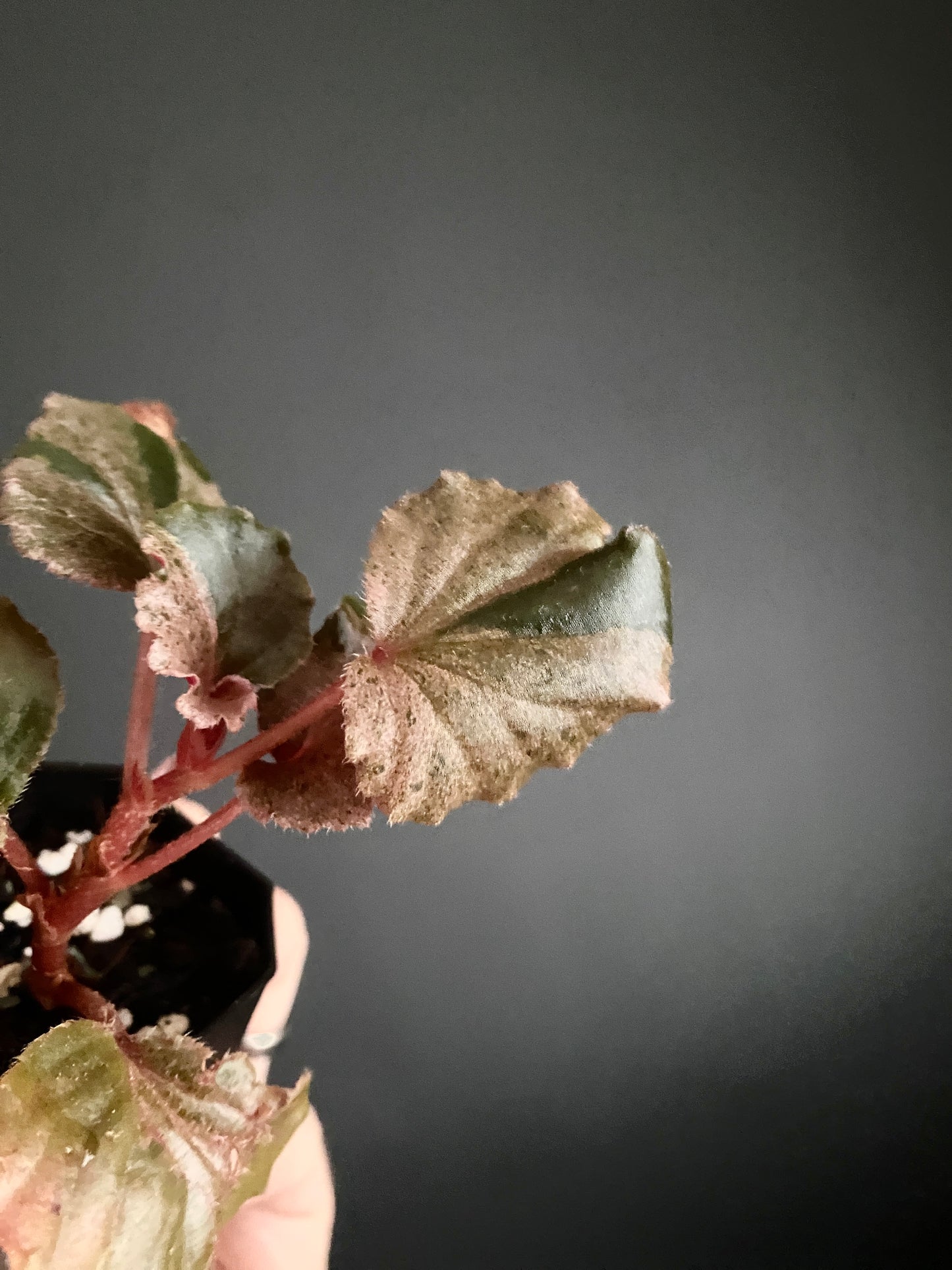 Begonia Cucullata Pink variegated | 5 cm pot [B]