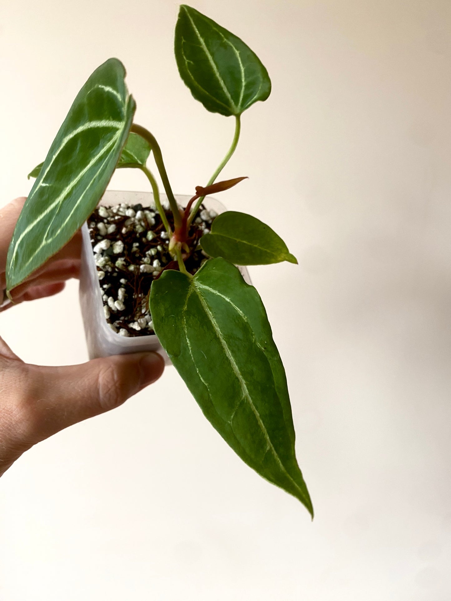 Anthurium Forgetii thunderbolt X self | 7 cm pot