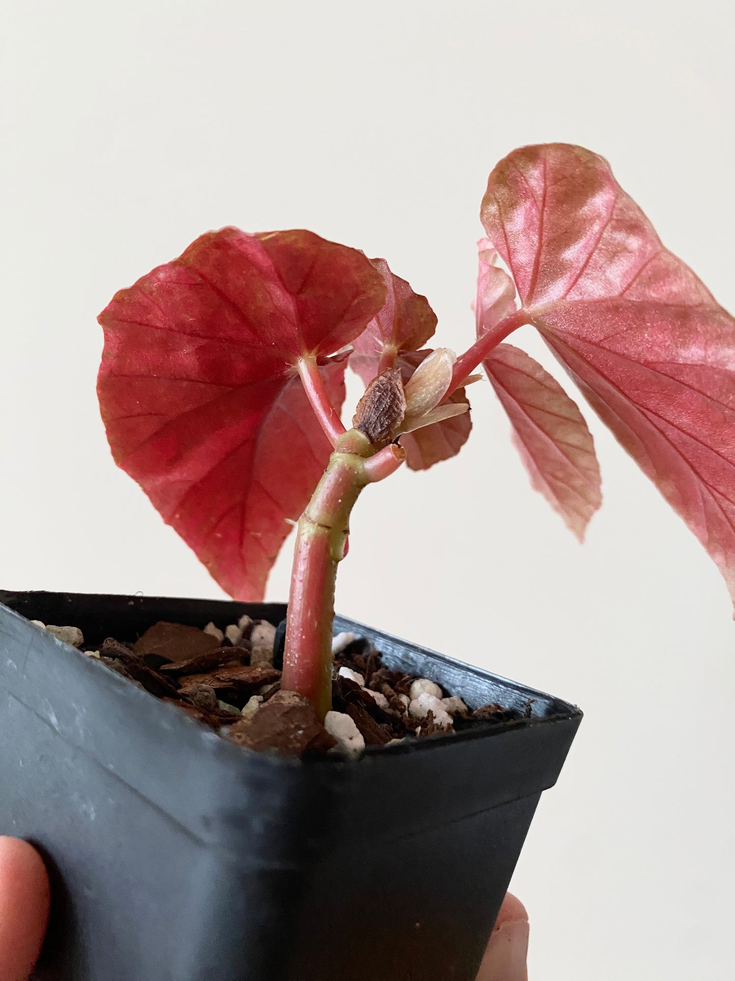 Begonia Snow Capped Pink variegated | 7 cm pot