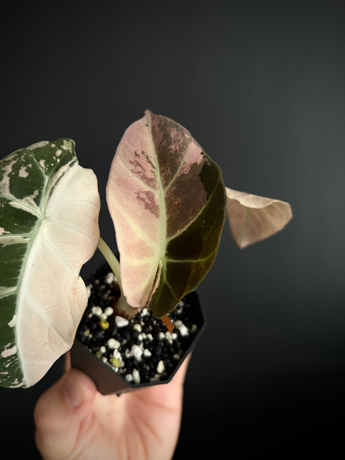 Alocasia Black Velvet Pink variegata | 5 cm pot