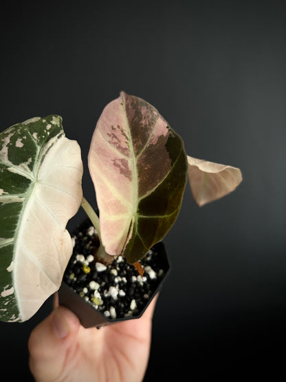 Alocasia Black Velvet Pink variegata | 5 cm pot