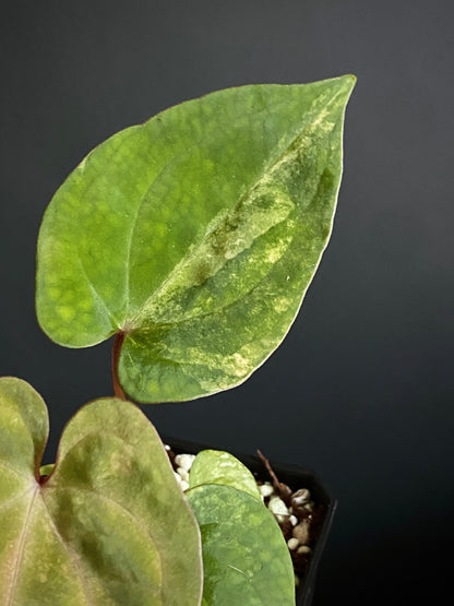Anthurium Papillilaminum var X Guna Yala (S1) | 7 cm pot