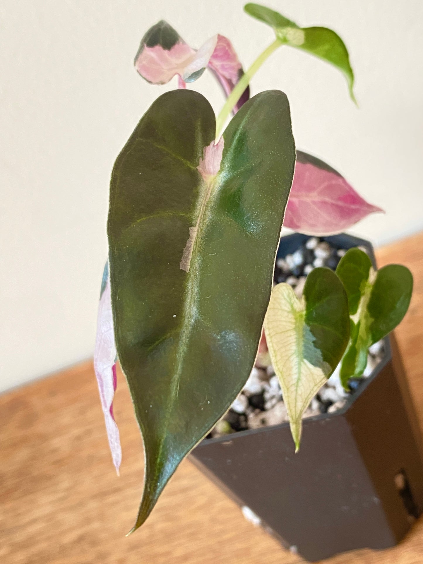Alocasia Bambino Lava variegated | 5 cm pot