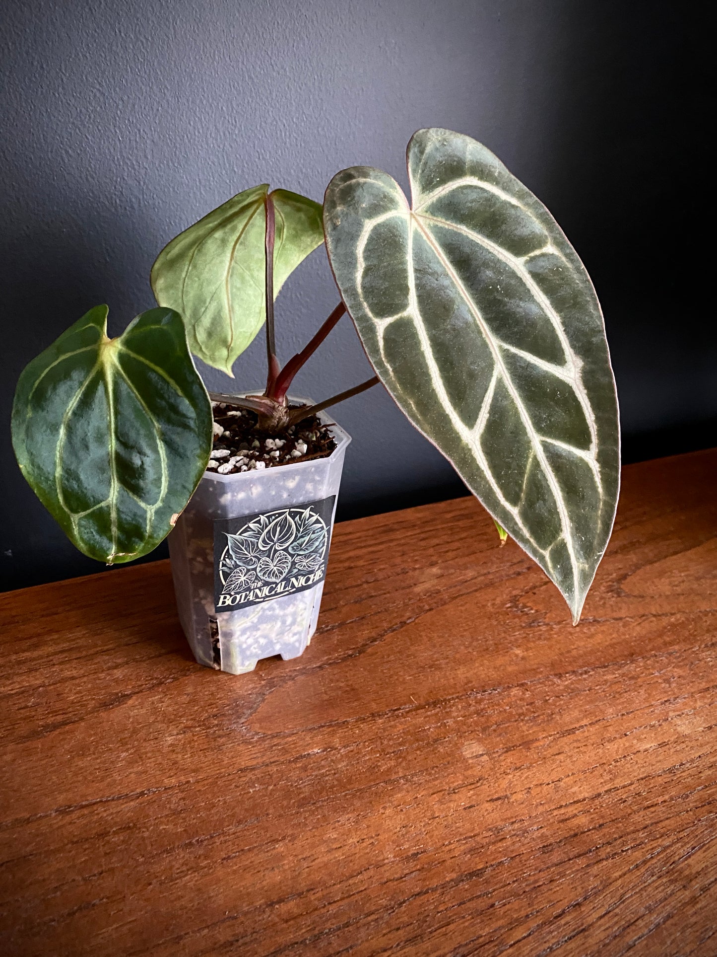 Anthurium Carlablackiae RA5xRA10 S1 | 7 cm pot