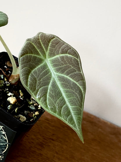 Alocasia Maharani | 7 cm pot