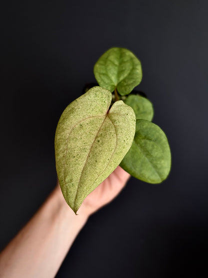 Anthurium Dark Phoenix mint variegated | 7 cm pot [B]