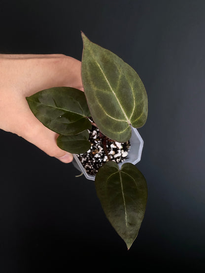 Anthurium Black Widow x Michelle S1 | 7 cm pot [A]