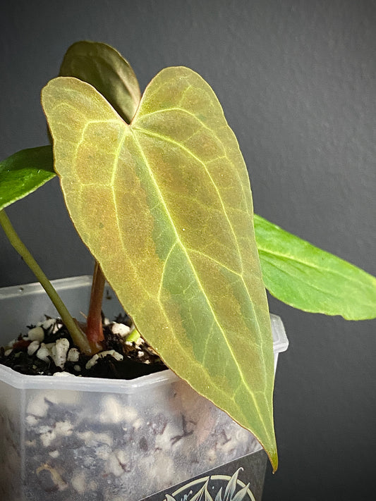 Anthurium X-one (self) variegated | 7 cm pot