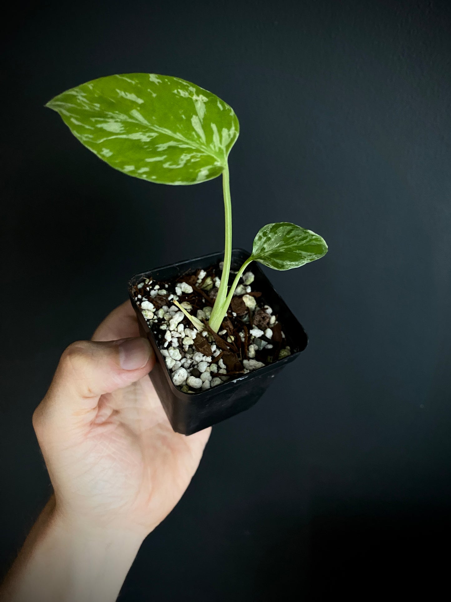 Monstera Deliciosa Bulbasaur | 6 cm pot [B]