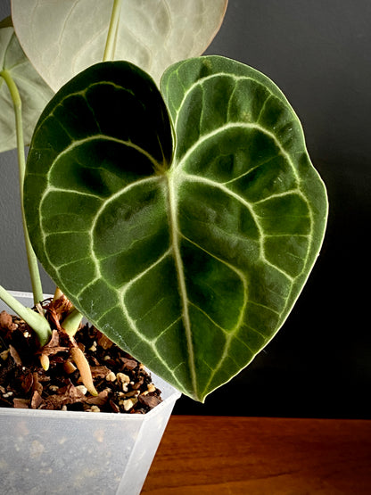 Anthurium Clarinervium | 12 cm pot