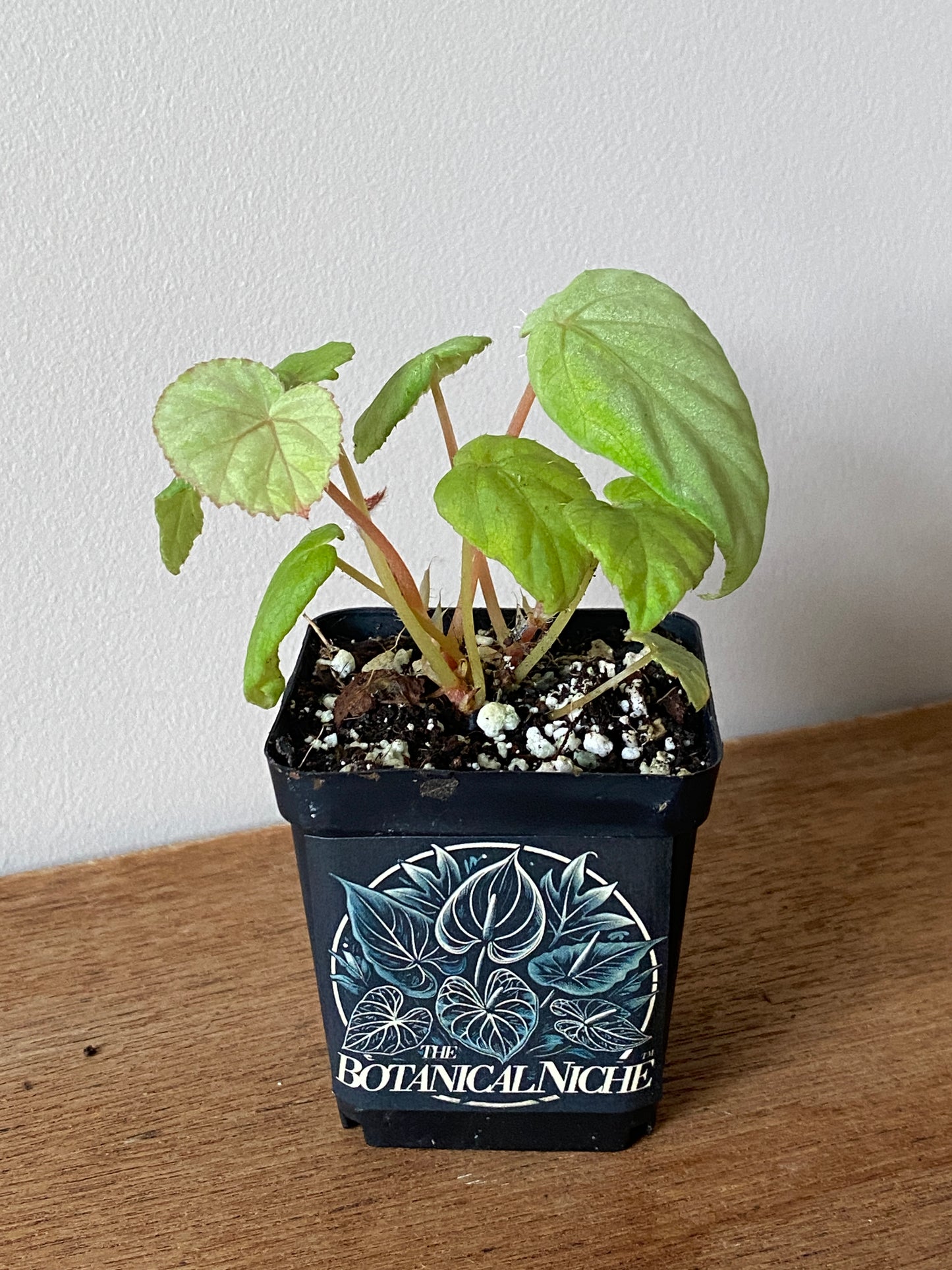 Begonia Pavonina | 6 cm pot [B]