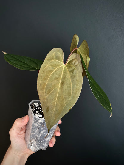 Anthurium Pap var X RVDP mint variegated | 7 cm pot
