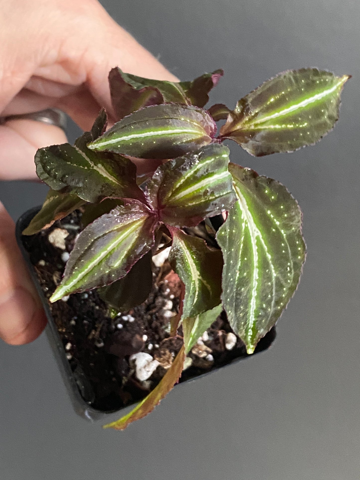 Sonerila sp. Borneoensis  | 6 cm pot [B]