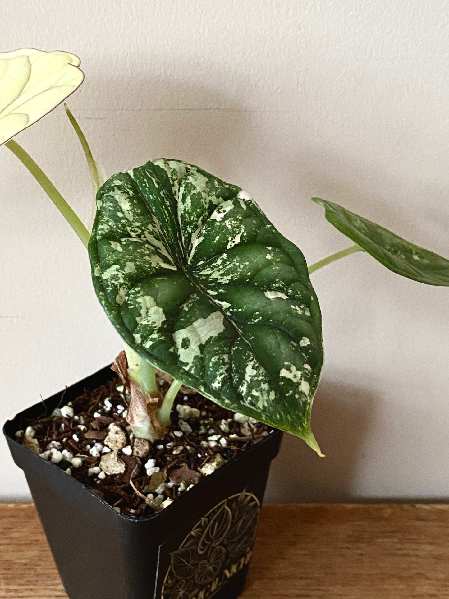 Alocasia Dragonscale Albo variegata | 7 cm pot [A]