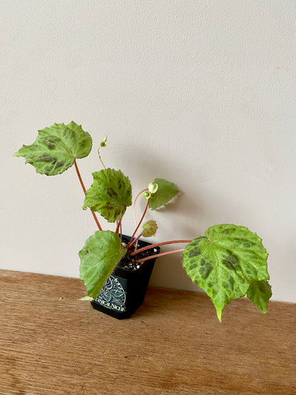 Begonia sp. Padang Lawas | 6 cm pot