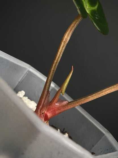 Anthurium Carlablackiae | 7 cm pot [B]