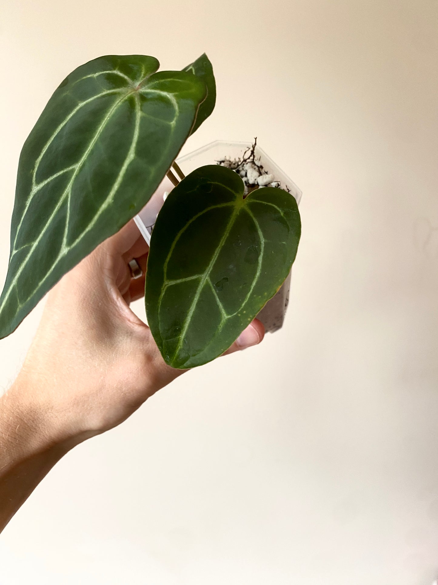 Anthurium Dark Web X Carlablackiae 'Marcella' | 7 cm pot