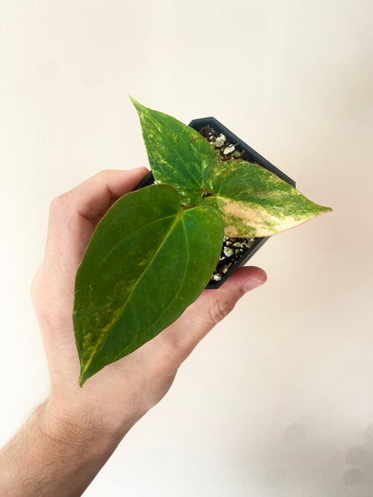 Anthurium Papillilaminum var X (Darkest Panama x X-one) | 7 cm pot [B]