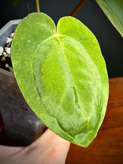 Anthurium Goliath (x self) variegated | 7 cm pot
