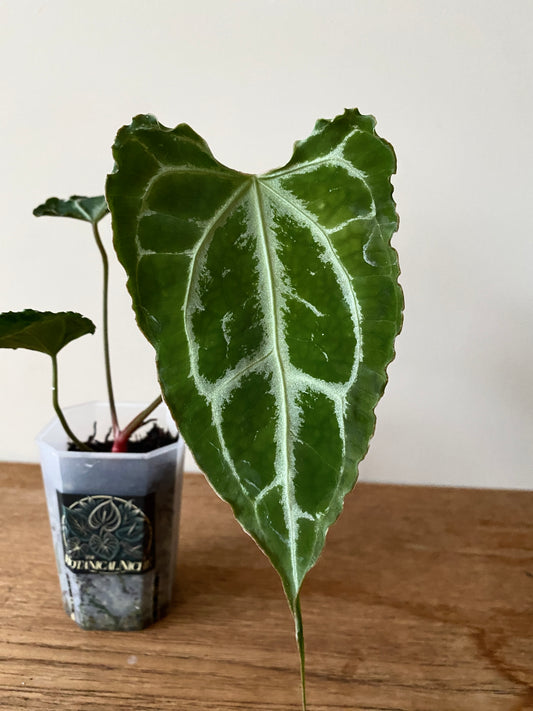 Anthurium Boogie (Muchilis x X-one) F1 | 7 cm pot