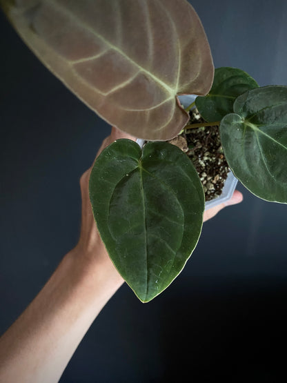 Anthurium Papillilaminum Legend x self | 7 cm pot [A]