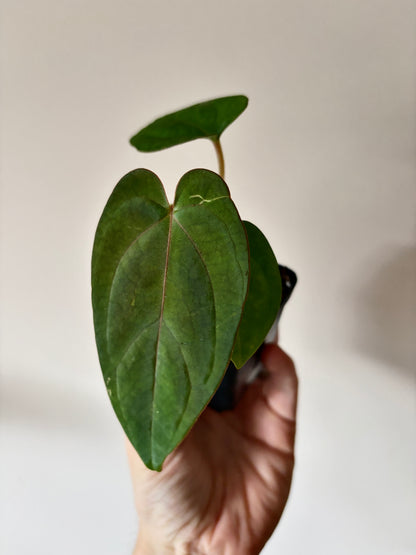 Anthurium NoID 'Code Red' x Papillilaminum A+ | 6 cm pot