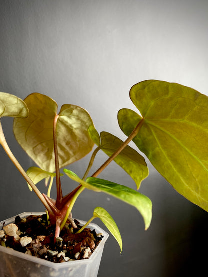 Anthurium NoID | 9 cm pot