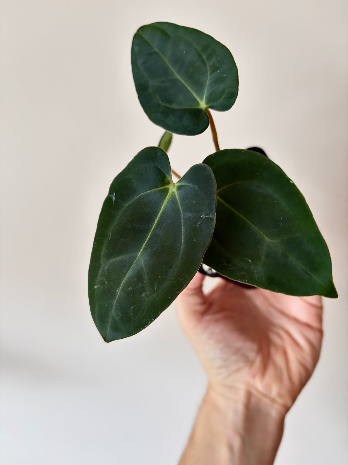 Anthurium (Guna Yala x Carlablackiae) X Carlablackiae RA10 S1 | 6 cm pot [B]