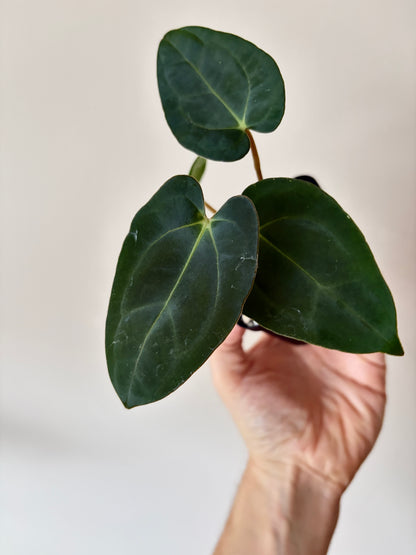 Anthurium (Guna Yala x Carlablackiae) X Carlablackiae RA10 S1 | 6 cm pot [B]