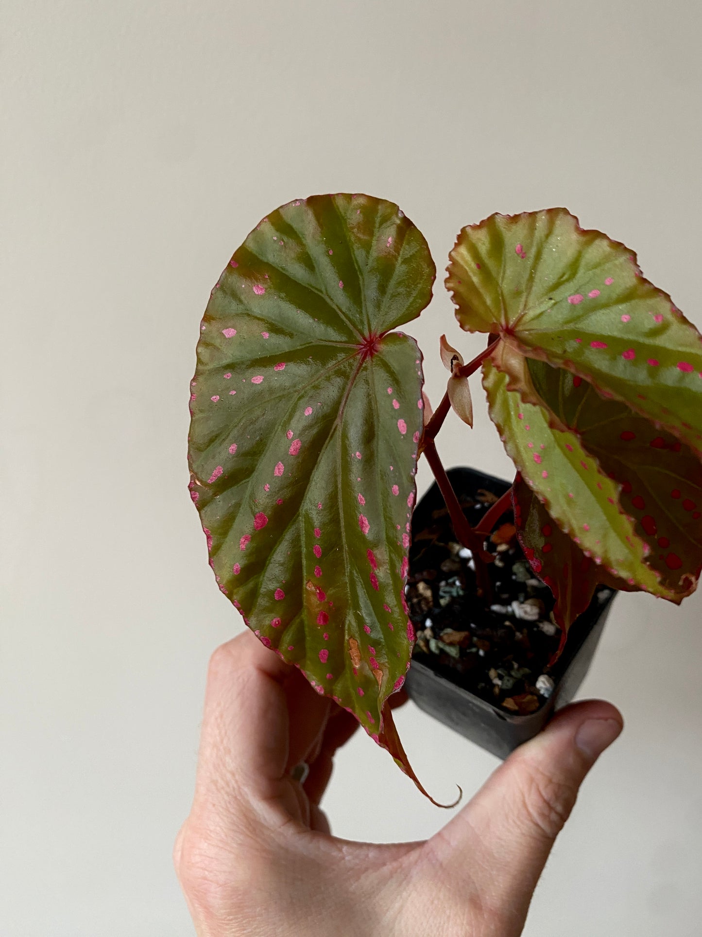 Begonia Negrosensis X Nothobaramensis | 6 cm pot [A]