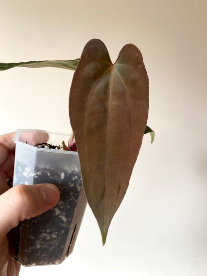 Anthurium Golden Eagle X BVEP (R.FxF) | 7 cm pot