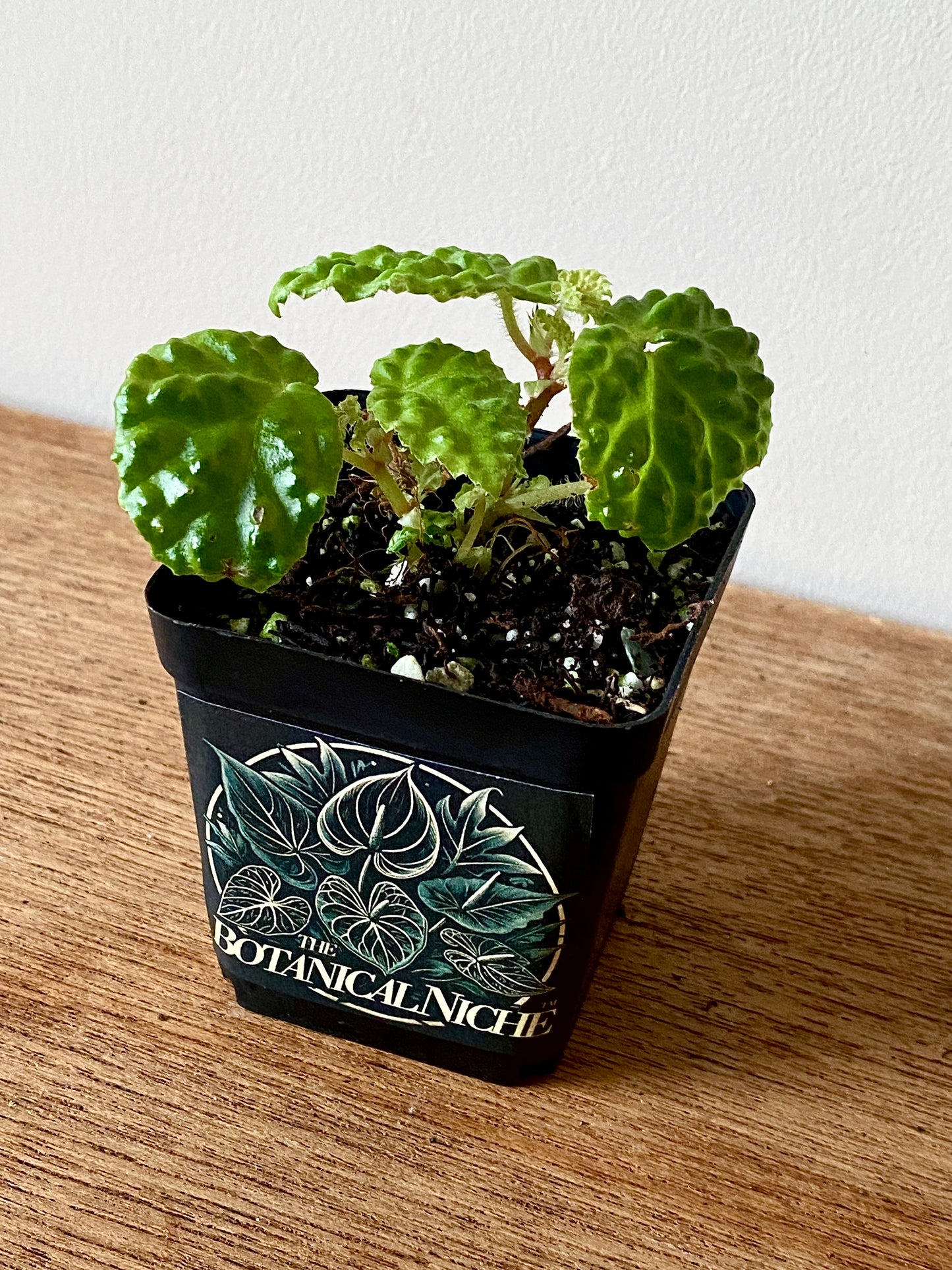 Begonia Dracopelta | 6 cm pot